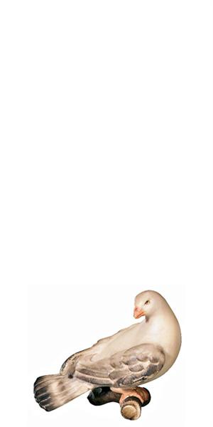 Taube zurückschauend Taube zurückschauend