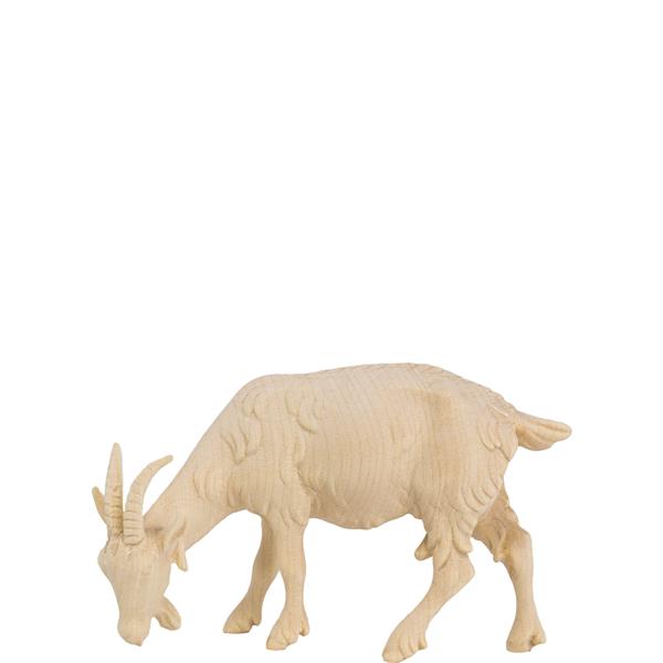 Ziege äsend Ziege äsend