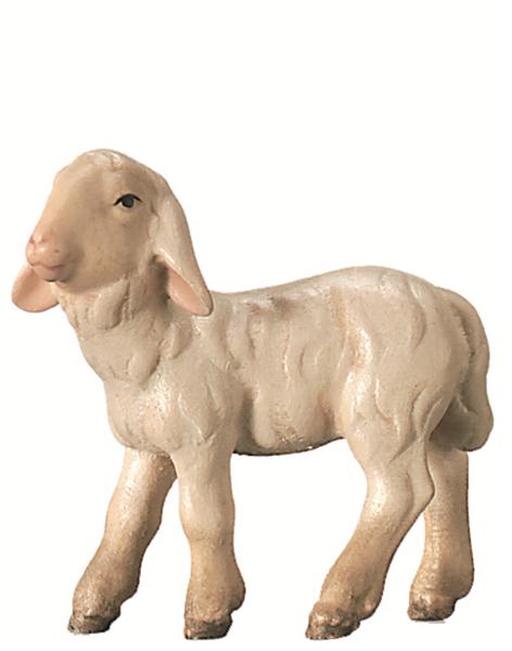 Lamm stehend Lamm stehend