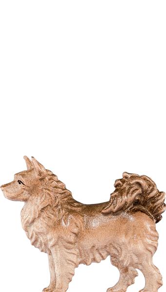Spitzhund