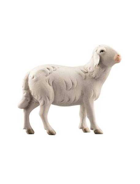 LI Schaf rechtsschauend