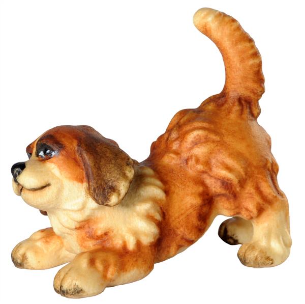 Bernhardiner Welpe Bernhardiner Welpe