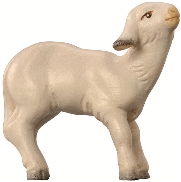 Lamm modern Lamm modern