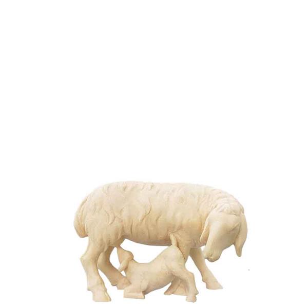 Mutterschaf Mutterschaf