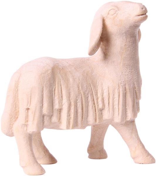 Schaf schauend Schaf schauend