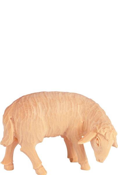 Schaf grasend