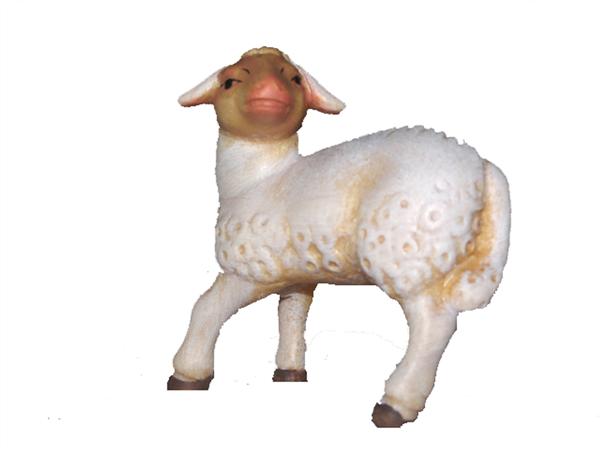 Lamm schauend