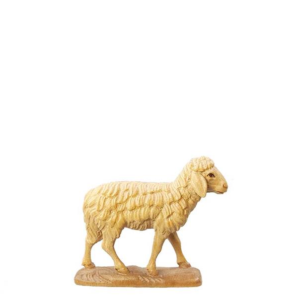 Schaf stehend Schaf stehend