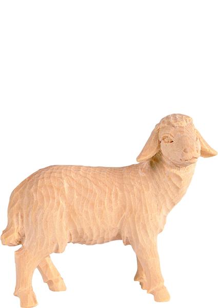 Schaf stehend Schaf stehend