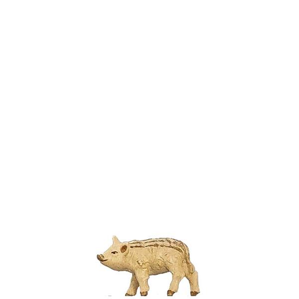 Frischling geradeausschauend Frischling geradeausschauend