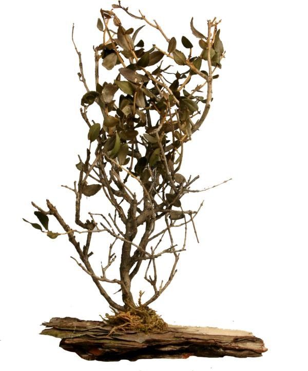 Bonsai - mittel