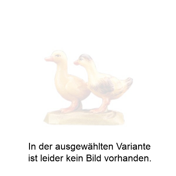 Junges Entenpaar Junges Entenpaar