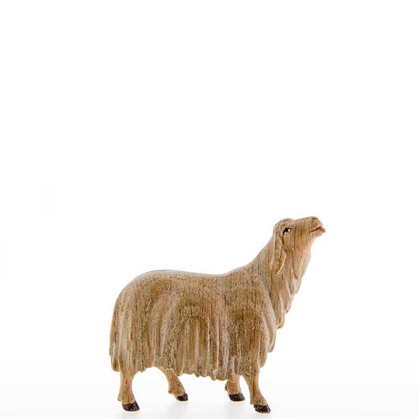 Leckendes Schaf