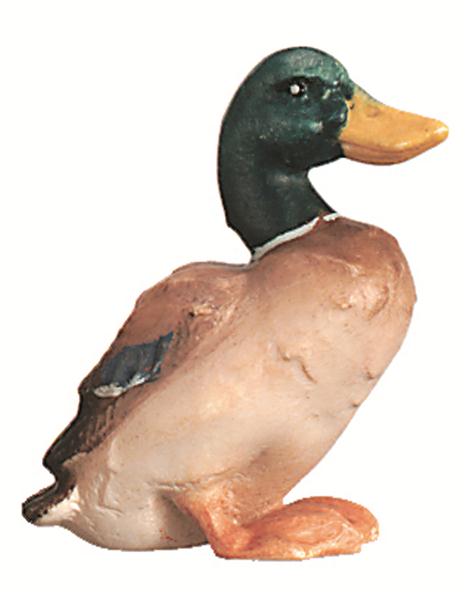 Löffelente Löffelente