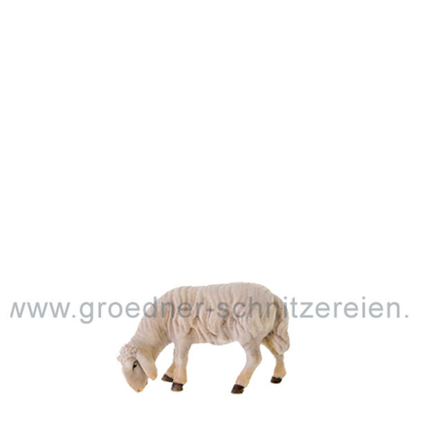 Abweidendes Schaf Abweidendes Schaf