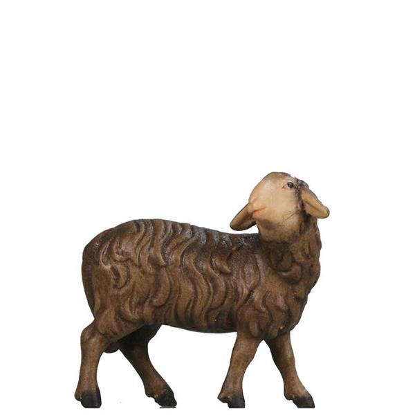 Schaf zurückschauend SCHWARZ Schaf zurückschauend SCHWARZ