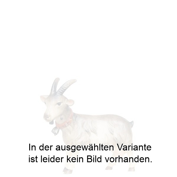 Ziege schauend Ziege schauend