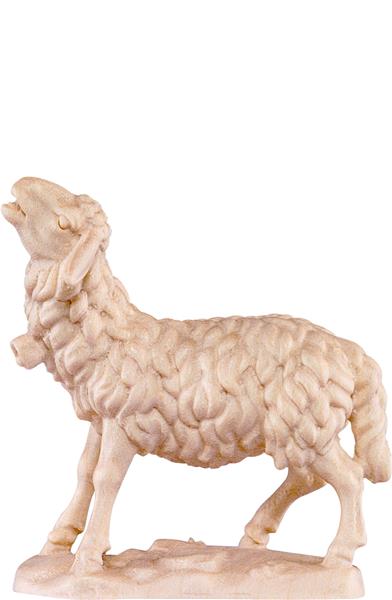 Schaf blökend Schaf blökend