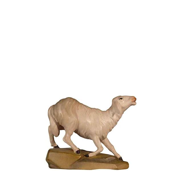 Schaf laufend Schaf laufend