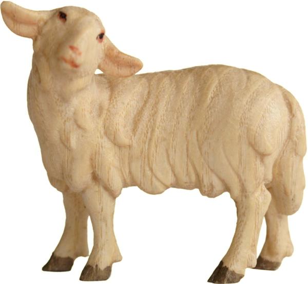 Schaf stehend rechts Schaf stehend rechts
