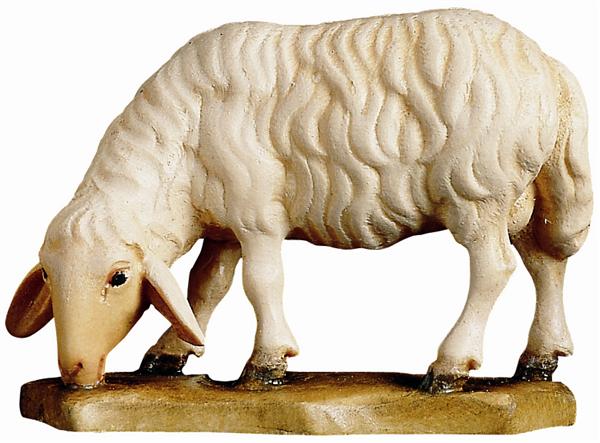 Schaf äsend Schaf äsend