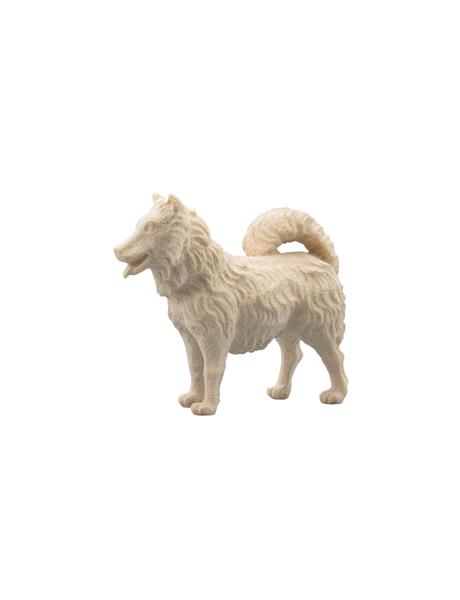 Hund Spitz Hund Spitz