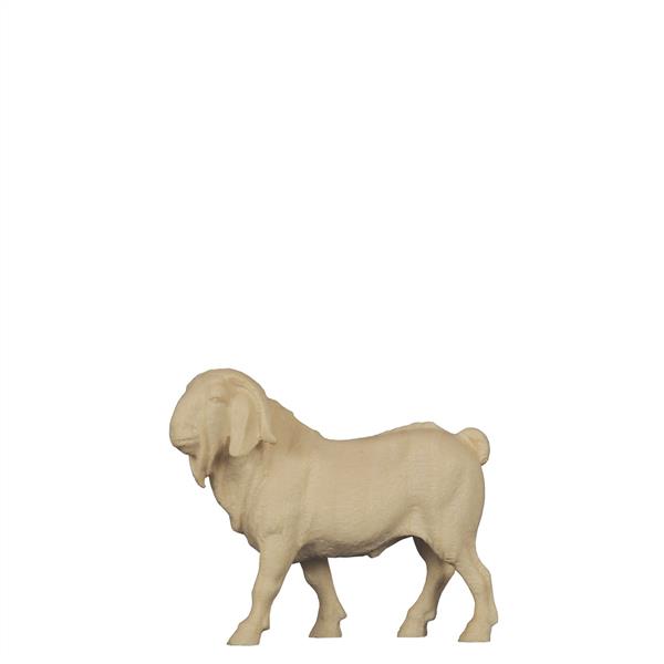 Burenziegenbock Burenziegenbock