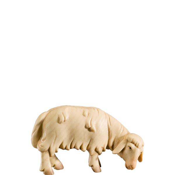 Schaf grasend Schaf grasend