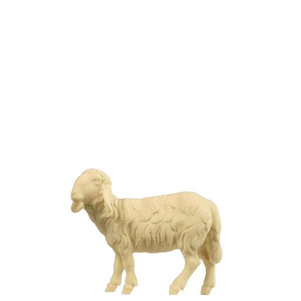 Schaf stehend rechts Schaf stehend rechts