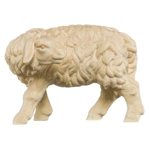 Schaf zurückschauend Schaf zurückschauend