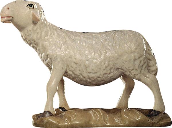 Schaf schauend Schaf schauend