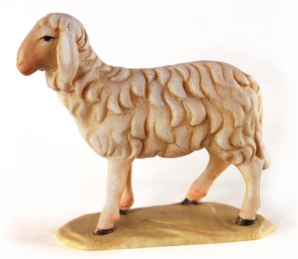 Schaf stehend Schaf stehend