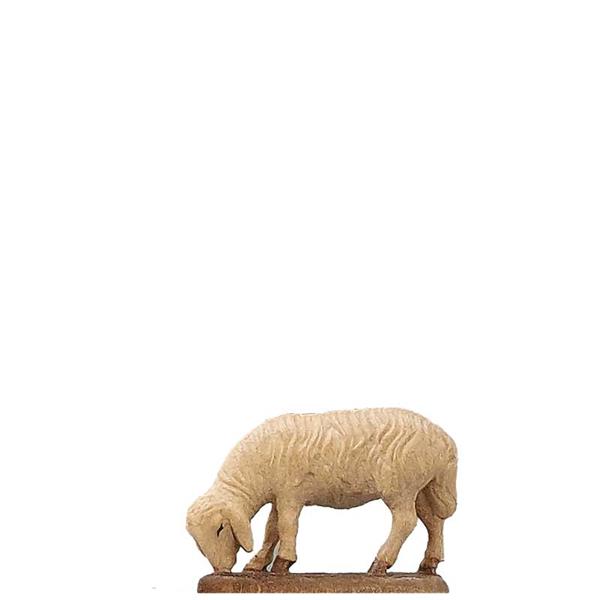 Abweidendes Schaf Abweidendes Schaf