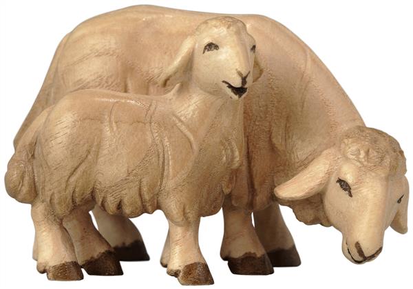 Schaf grasend mit Lamm Schaf grasend mit Lamm