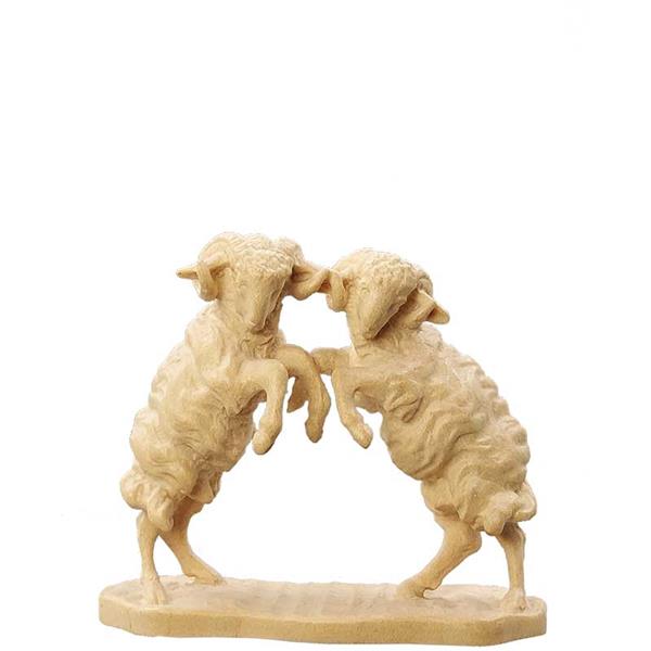 Zwei zankende Schafböcke Zwei zankende Schafböcke