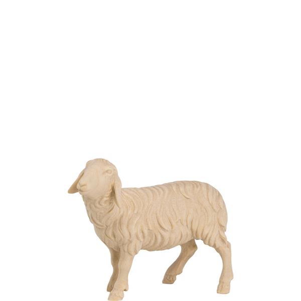 Schaf schauend links Schaf schauend links