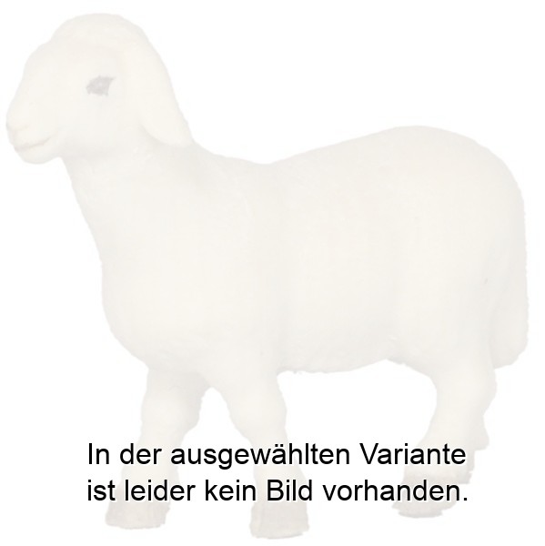 Schaf stehend