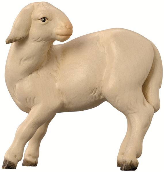 Schaf Jerusalem Schaf Jerusalem