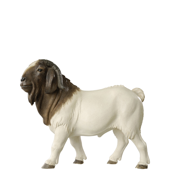 Burenziegenbock Burenziegenbock