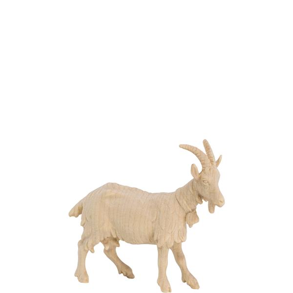 Ziege schauend Ziege schauend