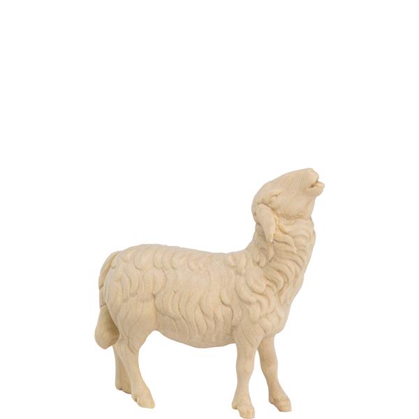 Schaf aufschauend Schaf aufschauend