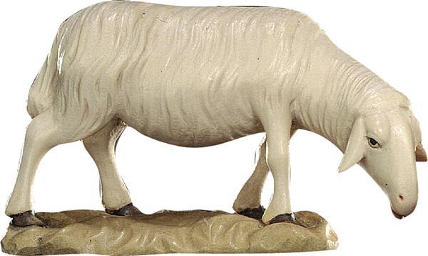 Schaf grasend Schaf grasend