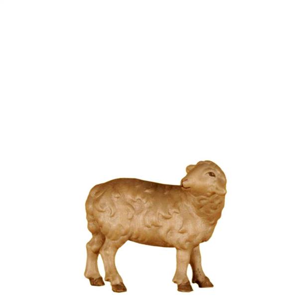 Schaf stehend zurückschauend