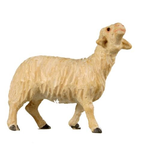 Schaf stehend Schaf stehend