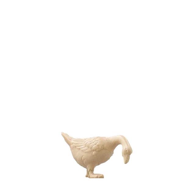 Gans nach unten schauend