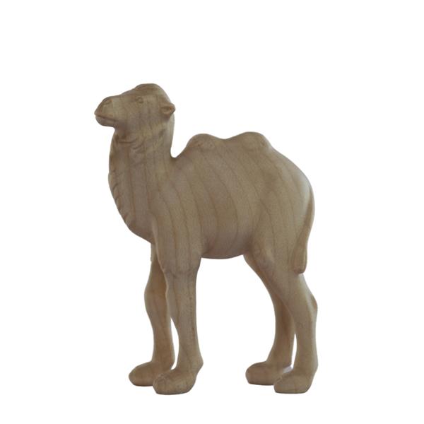 Kameljunge Kameljunge