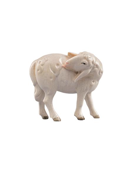 LI Schaf leckend LI Schaf leckend