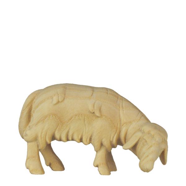 Schaf grasend Schaf grasend