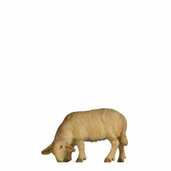 Schaf grasend Schaf grasend