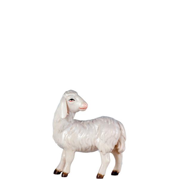 Schaf schauend Schaf schauend